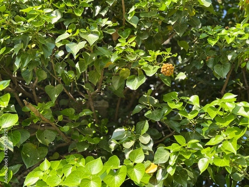 Fotografía Detailed view of glossy green English ivy leaves (Hedera helix) climbing with a cluster of rounded green-yellow umbel fruits, showcasing lush foliage, natural vine growth, and dense textures