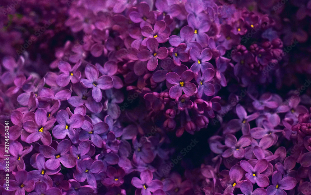 Fototapeta premium A beautiful purple background with close-ups of lilac flowers. Spring fuchsia lilac flowers.