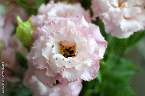 A beautiful pink eustoma (lisianthus) flower in full bloom with green leaves. Selective focus.