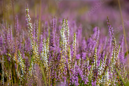 Selective focus of wild purple white flowers Calluna vulgaris (heath, heide, ling or simply heather) is the sole species in the genus Calluna in the flowering plant family Ericaceae, Nature background