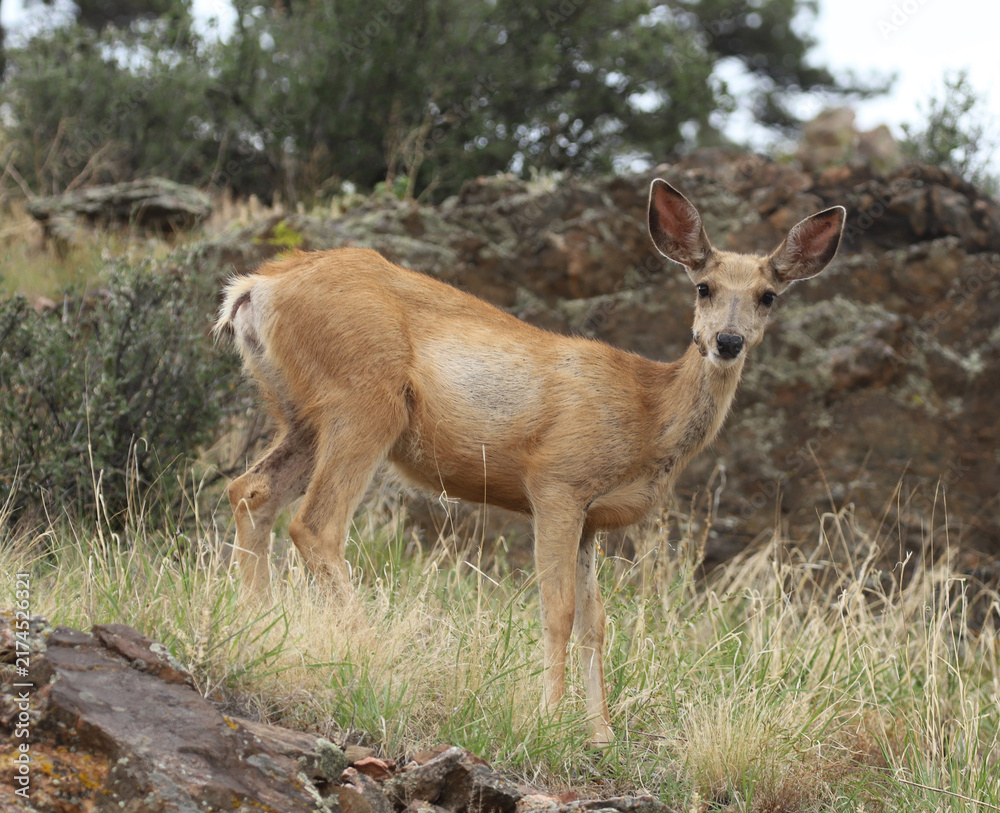 Fototapeta premium Mule Deer (Odocoileus hemionus) on a hillside looking directly at the photographer in an alert pose with large ears raised. Rocky Mountains, Larimer County, Colorado.