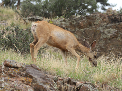 Konstfotografi Mule Deer (Odocoileus hemionus) with a fibromas sore on its lower jaw