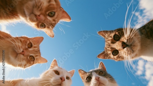 青空を背景に見下ろす複数の猫の顔が写っている。ペットや動物関連のコンテンツに適したイメージ素材。