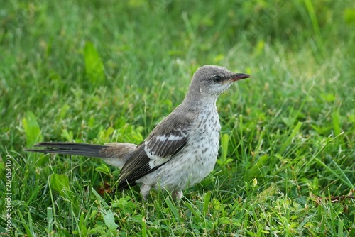 Fotografía The northern mockingbird (Mimus polyglottos) is a mockingbird commonly found in North America, of the family Mimidae
