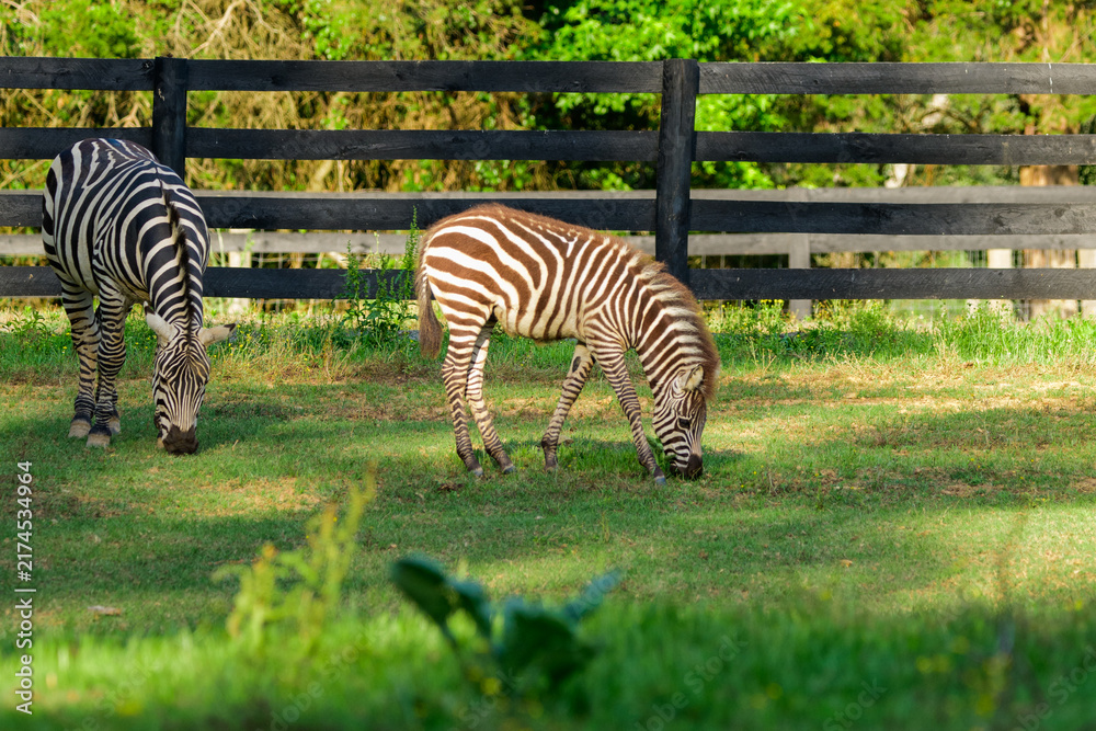 Naklejka premium Liberty Acres Animal Haven & Equine Rescue