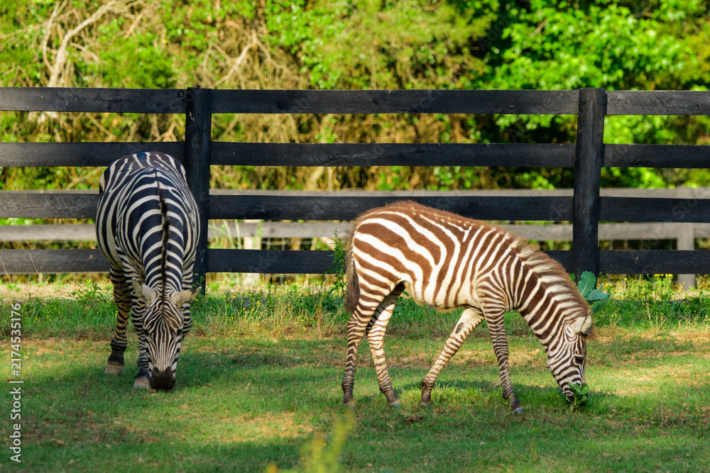Naklejka premium Liberty Acres Animal Haven & Equine Rescue