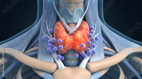 Medical illustration of human thyroid gland and parathyroid glands showing endocrine system anatomy in the neck area