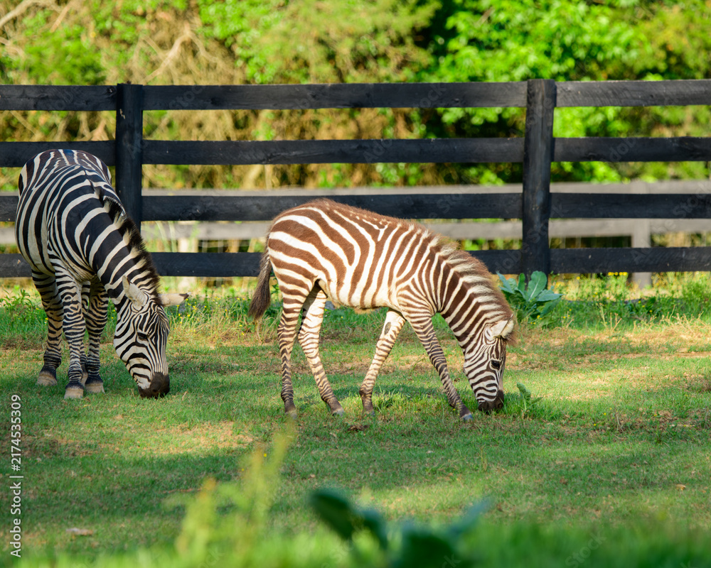 Naklejka premium Liberty Acres Animal Haven & Equine Rescue