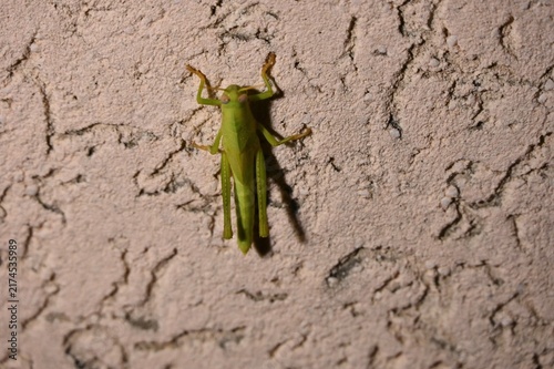 Bild auf Leinwand A close-up photograph of a vibrant green grasshopper resting on a light-colored, textured ceramic wall surface