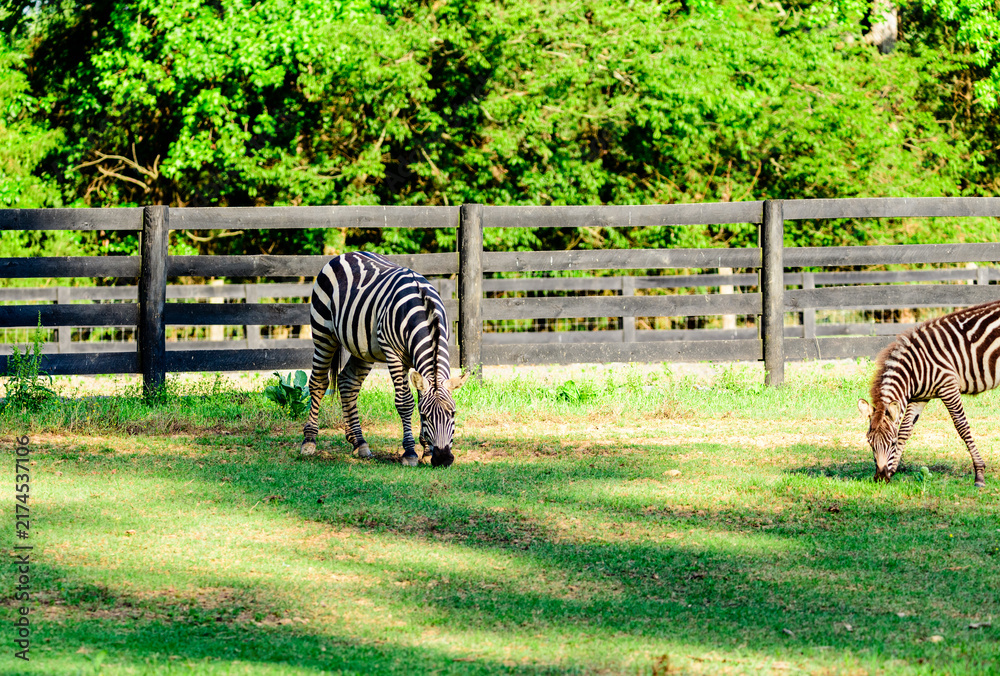 Naklejka premium Liberty Acres Animal Haven & Equine Rescue