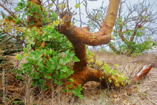 Obraz na płótnie Smooth orange bark on a gnarled wiliwili tree growing on a dry grassy hill under