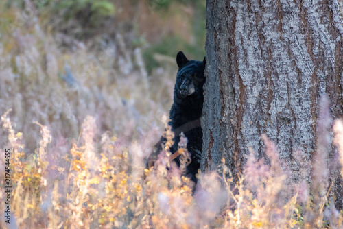 Fotografía American black bear peeking from behind a thick tree trunk in Yellowstone Nation