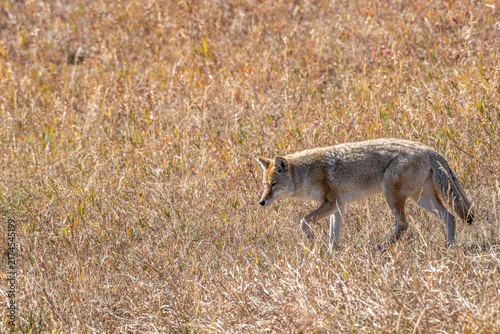 Coyote trotting through an open field of dry autumn grass in Yellowstone National Park