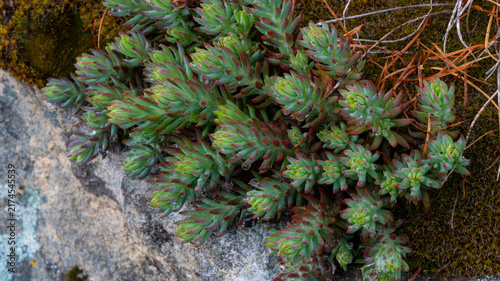 Fotografía Reflexed stonecrop Petrosedum rupestre (syn