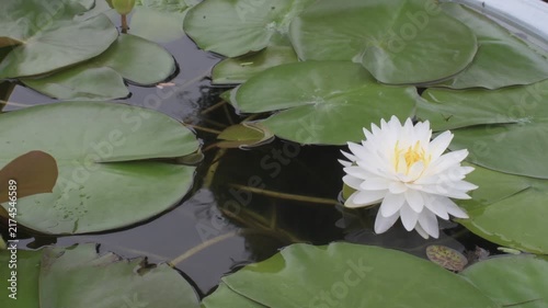 blooming white water lily with yellow stamens surrounded by floating round green pads on calm water