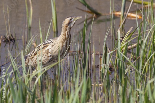 Eurasian or Great bittern (Botaurus stellaris) adult bird in a reedbed, England, United Kingdom