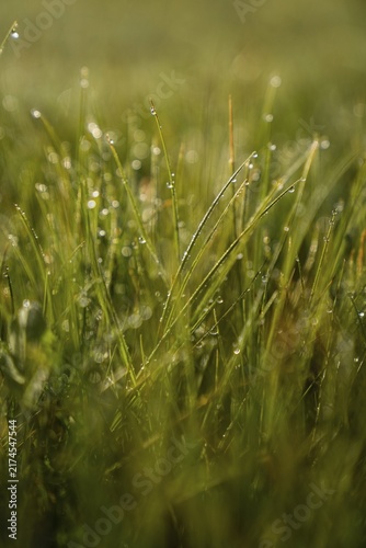 Grass with dew drops, Alpe di Siusi, South Tyrol, Italy