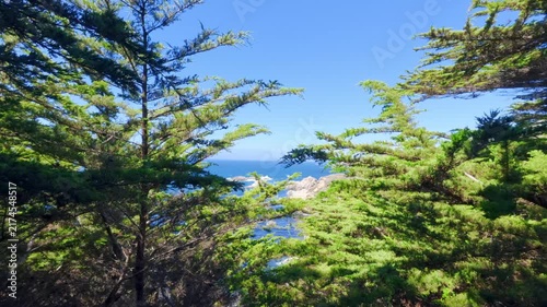 Forest with ocean and blue sky