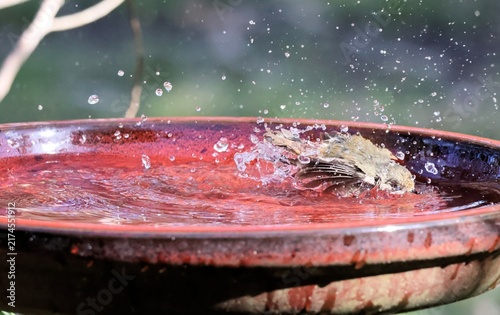 Photography Brown Thornbill (Acanthiza pusilla) bathing, showing third eyelid (nictitating m