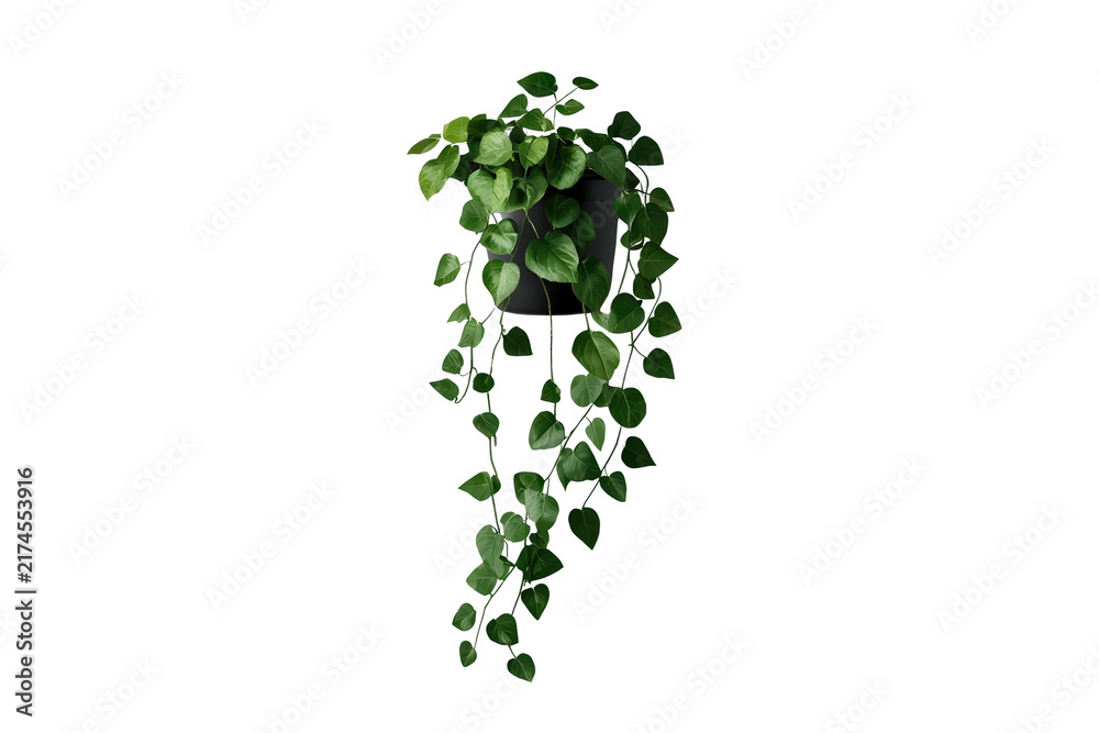 Obraz premium Small hanging ivy plant with long trailing green vines
