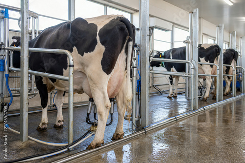 Dairy cows in modern automated milking parlor during routine milk production on a commercial livestock farm