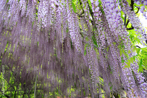美しい藤の花