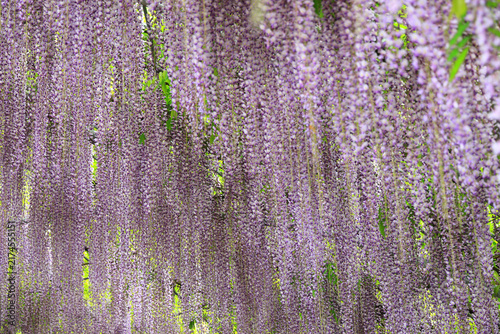 美しい藤の花