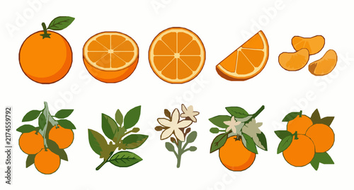 Fresh Orange Juice Citrus Fruit Slice and Leaf Vector Set