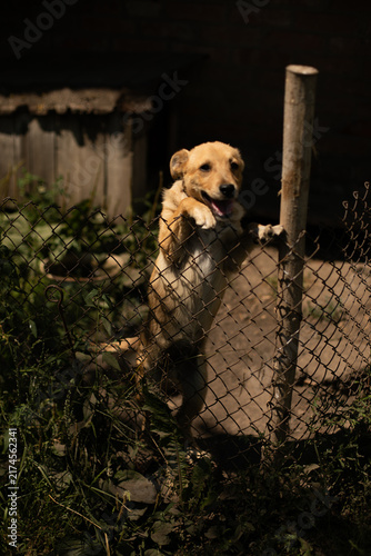 Fotografie jack russell terrier in front of a fence