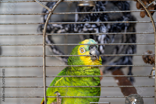 Fotografía Colorful green Amazon parrot with yellow and blue facial markings looking through the metal bars of its cage