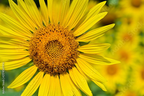 ヒマワリの花（Sunflowers）