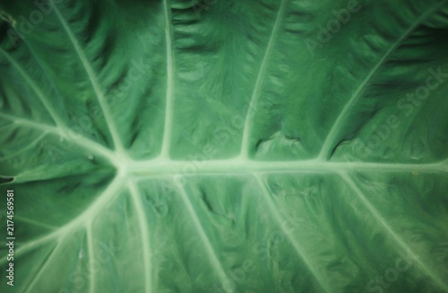 Canvas Print A close-up view of the surface of a green taro leaf with prominent veins