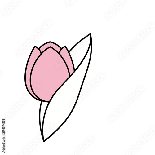 Pink tulip with white leaf