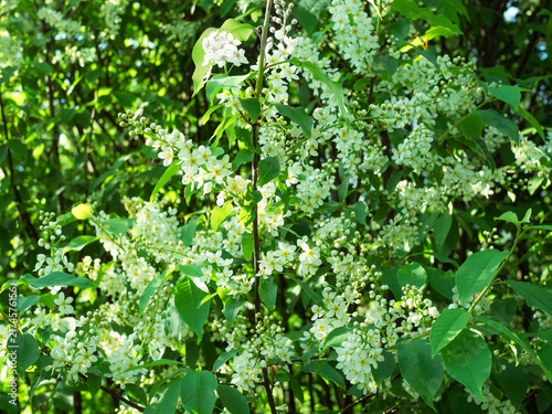 White flowers of Bird cherry, Prunus padus, blooming in early summer closeup