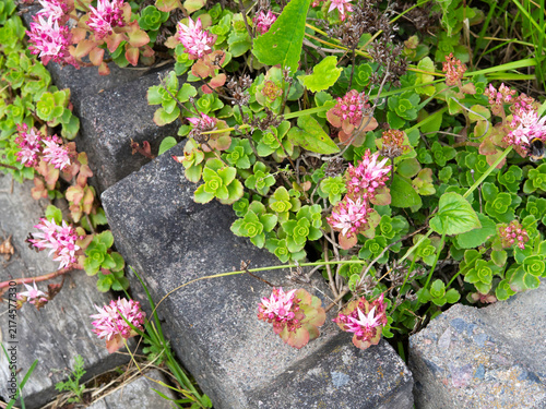 Caucasian stonecrop, Phedimus spurius, perennial herb blooming with pink white flowers, beautiful border plant top view