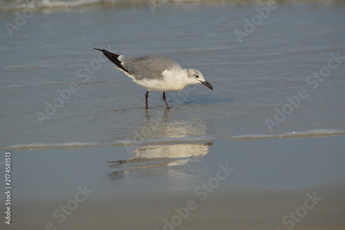 Florida Wildlife Laughing Gull Admiring Itself