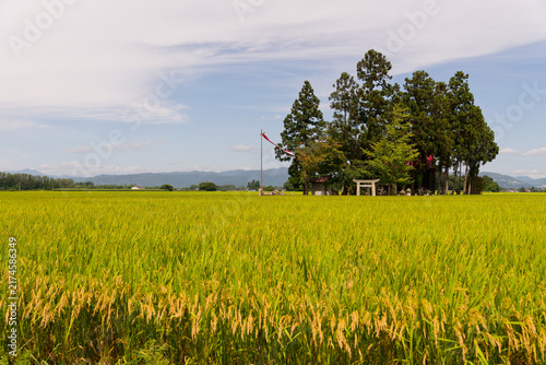 Looking at this giant golden sea, Japanese Rural Landscape, Autumn Rice Harvest, Small Shrine with Festival Flags, Peaceful Countryside Scenery for Agriculture and Zen Concepts