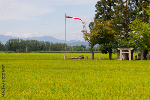 Highlighting rich traditional food production, Autumn Rice Harvest, Golden Paddies in Yamagata, Rural Japanese Shrine, Countryside Agricultural Scenery for Eco Tourism Promotions