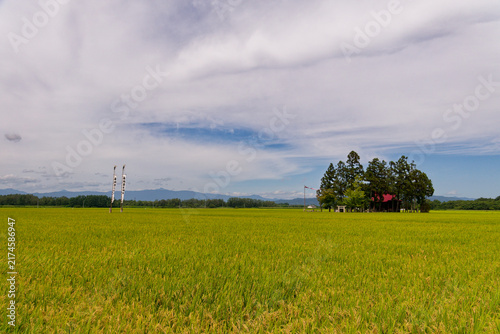 Breathing in fresh autumn air, Yamagata Rice Harvest, Golden Farming Fields, Traditional Japanese Shrine, Pristine Rural Landscape Wallpaper for Agricultural Sustainability Concepts