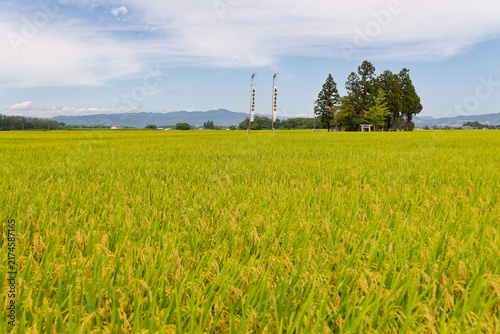 Painting a vivid rural picture, Yamagata Autumn Harvest, Golden Rice Fields, Hidden Shinto Shrine, Japanese Countryside Landscape for Mindfulness and Traditional Food Themes
