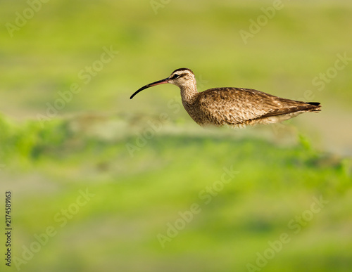 фотографія whimbrel in green