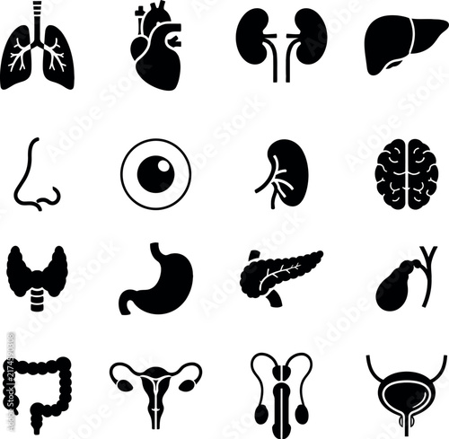 Konstfotografi Anatomy icons depicting human organs against a white background