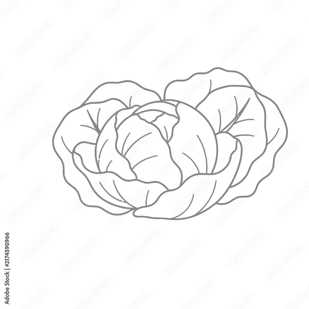 Obraz premium Cabbage line art