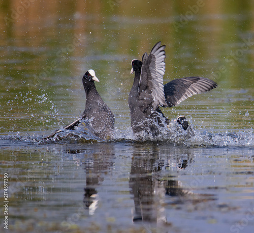 Konstfotografi Action shot of Eurasian coots (Fulica atra) fighting in the water with dramatic