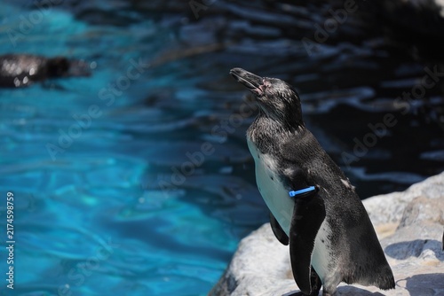 Bild auf Leinwand 暑そうな表情が可愛い夏のペンギン　アクアワールド茨城県大洗水族館