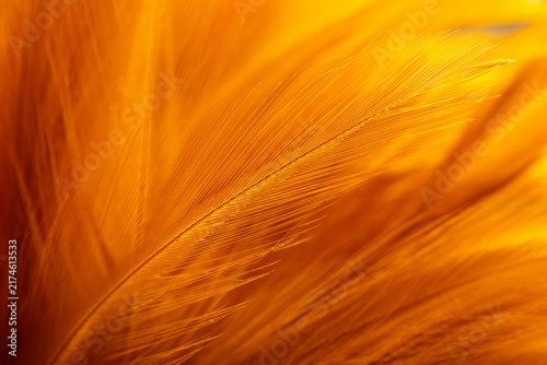 Foto Extreme close-up macro shot of bright orange feather texture background, soft vi
