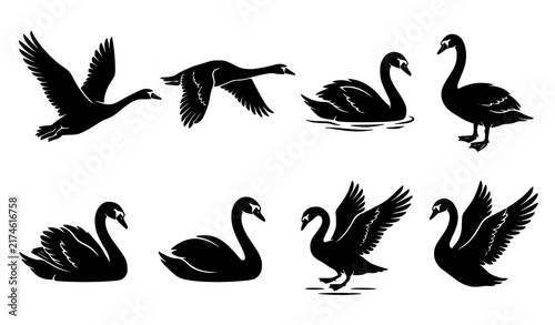 Foto Set of black silhouettes of swans in various poses including flying swimming and