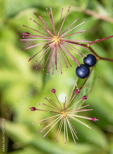 Fotografía Aralia hispida bristly sarsaparilla fruiting umbel with two berry fruits stylish