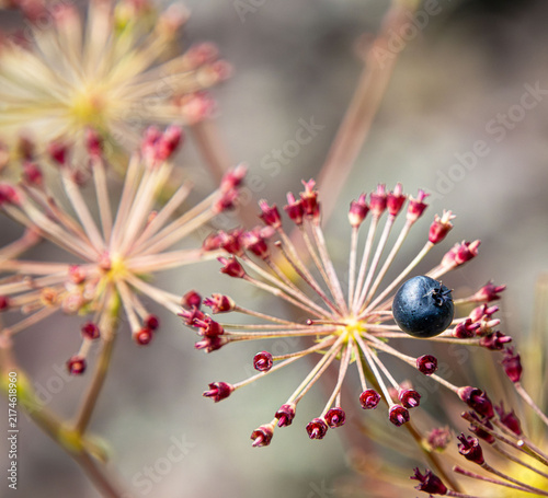 Photography Aralia hispida bristly sarsaparilla fruiting umbel with single berry fruit styli