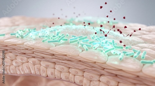 Realistic 3d medical illustration of skin microbiome bacteria protecting the epidermal barrier from harmful pathogens and infections for dermatology, skincare, and healthcare research